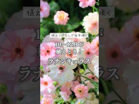 植えっぱなしで毎年咲く！ラナンキュラス #宿根草 #多年草 #秋植え #Shorts ＃ガーデニング