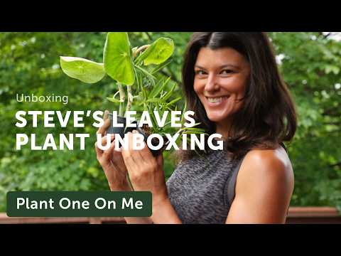 Houseplant Unboxing with STEVE'S LEAVES — Ep. 387