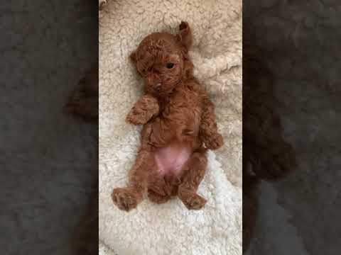 I was born a puppy.  #2【toy poodle】