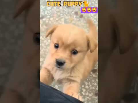 cute baby dog 🐕#dog#puppy #cutepuppy #animal #shortsviral #trendingshorts #shortsfeed#kids#children