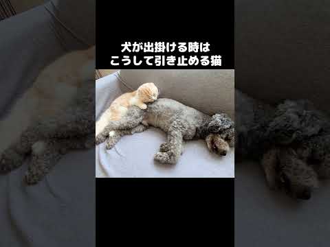 犬が出掛ける時はこうして引き止める猫...#shots