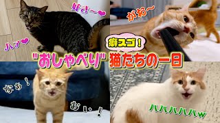 飼い主の機嫌を取ろうと必死の"おしゃべり猫"たちがこちらww