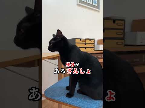 ヤマトの親父ギャグ #猫あるある #cat #ヤマト運輸 #クロネコヤマト #猫のいる暮らし #クロネコみっけ