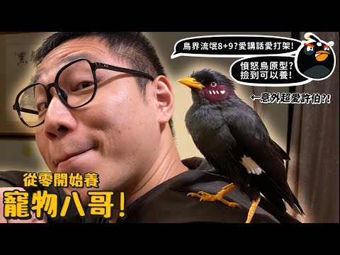 【從零開始養】八哥!鳥界流氓8+9?愛講話愛打架?意外愛模仿許伯?撿到可以養?憤怒鳥原型?【許伯簡芝】