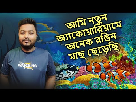 আমি নতুন অ্যাকোয়ারিয়ামে অনেক রঙিন মাছ ছেড়েছি | Mahid Mini Zoo