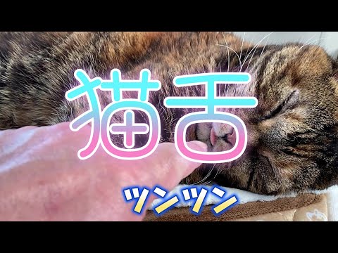 猫舌ツンツン👉😁