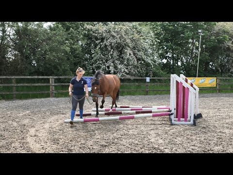 Horse Exercises | Fan of Poles In Hand – Inner Raised