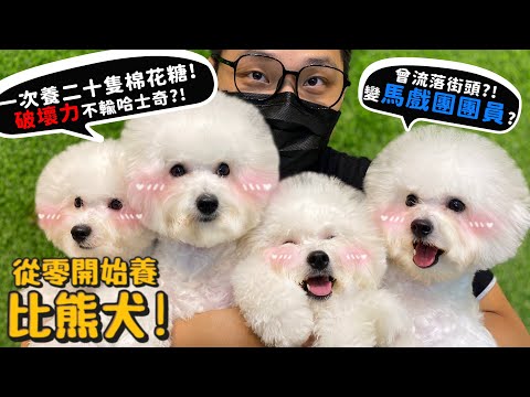 【從零開始養】比熊犬!養二十隻棉花糖是什麼體驗?破壞力竟然不輸哈士奇?曾流落街頭變馬戲團團員?【許伯簡芝】Bichon