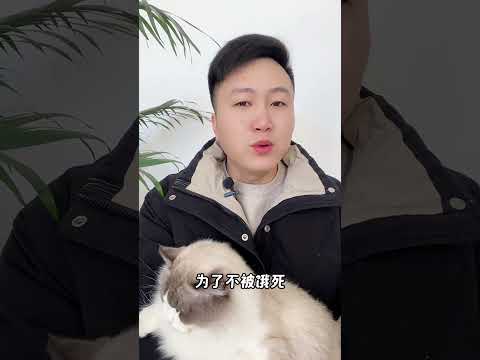 地灯上的流浪猫，千万不要靠。新手养猫 科学养宠攻略 养猫人 养猫经验分享  养猫知识