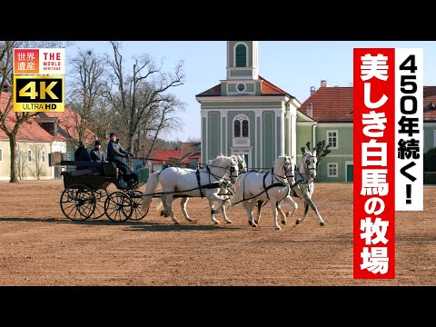 【4K】450年続く！美しき白馬の牧場