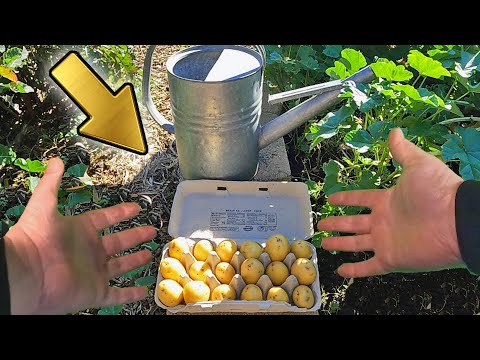 3 Things To Do Right Now If You Want To Grow An Abundance Of Potatoes This Year!