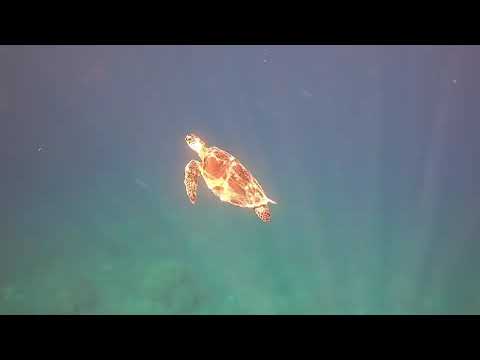 石垣島でシュノーケリングでウミガメに遭遇