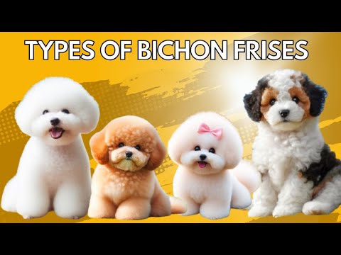 4 Adorable Types of Bichon Frises You Didn't Know Existed! #bichonfrise