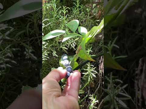 Blueberries are easy to grow 🌱🫐 #shorts #gardening #harvest #homegarden #blueberries #organicgarden