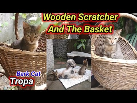 "Purrfect Scratching Post & Basket Combo!"