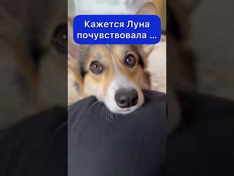 САМОЕ МИЛОЕ ВИДЕО НА ЮТУБЕ