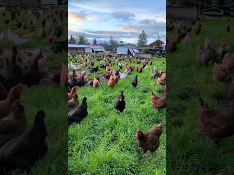 free rang hens farm #freerangechicken #hen #shortvideo