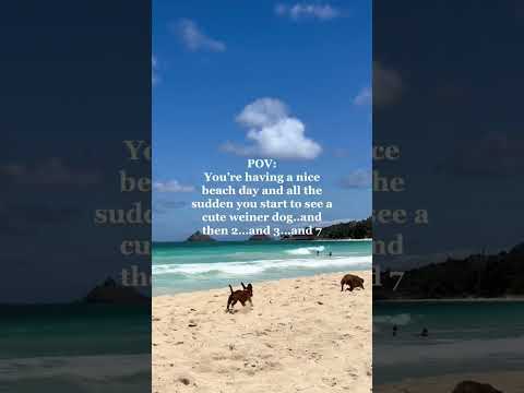 Weiner Dog Meet up on the Beach!