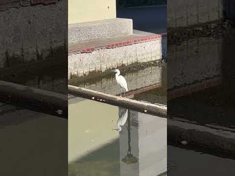 竪川河川敷公園の鳥