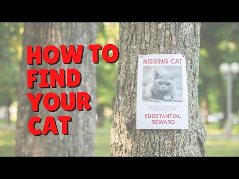 What To Do If Your Cat Is Lost | Two Crazy Cat Ladies #shorts