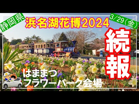 【浜名湖花博2024】続報。開幕から6日、撮影3/29（金）現在の状況報告です。はままつフラワーパーク開幕時の動画と見比べて頂いて来訪日のヒントにしていただけたら幸いです。