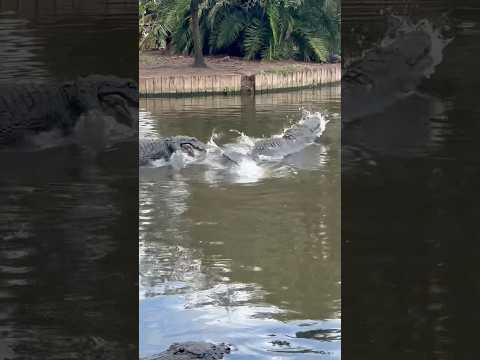 Big Alligator Drama!  #youtubeshorts #alligators #shorts #florida