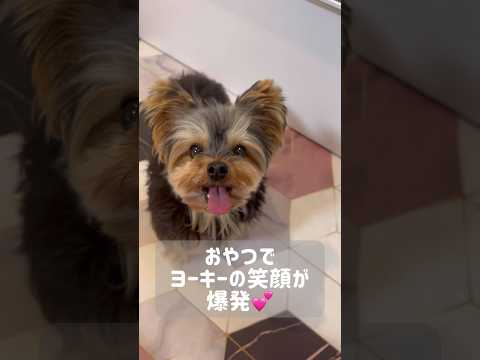 ヨーキーのキラキラ笑顔の秘訣はおやつ効果#shorts #フクのキロクチャンネル #ヨークシャーテリア #yorkie