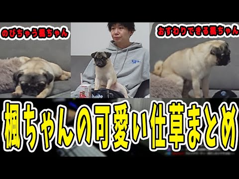 楓ちゃんをひたすら愛でる動画！楓ちゃんの可愛かったシーンを総まとめ【三人称/ドンピシャ/ぺちゃんこ/鉄塔/三人称雑談/切り抜き】