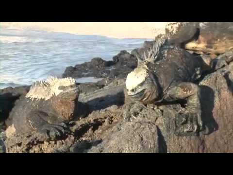 Pelagic Productions - Marine Iguanas - Fernandina Island, Galapagos Islands