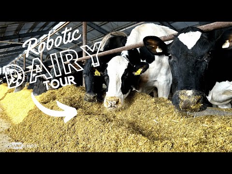 Milking 210 cows with ROBOTS!