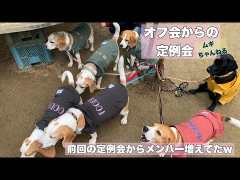 【ビーグル】宗像のドッグランにてオフ会そして定例会♪