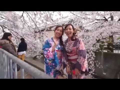 京都の桜 着物美人と夜桜