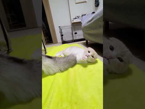 猫が犬のしっぽで遊んでた結果。笑#shots