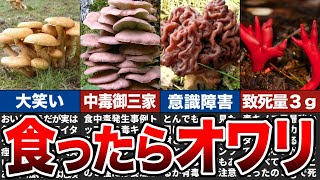 身近に生えているヤバい毒キノコ9選【ゆっくり解説】