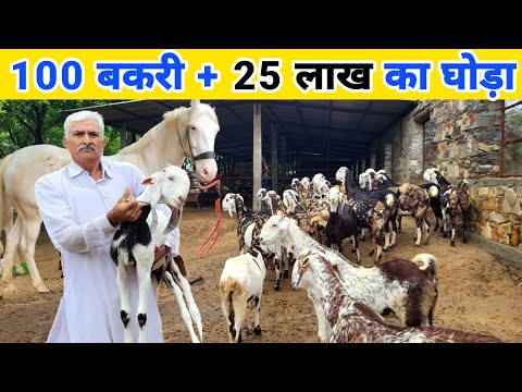 बकरी पालन के साथ घोड़ा पालन | Goat farm | Stud farm