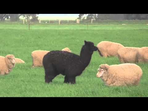 An alpaca guards a flock of sheep / Split Enz - One step ahead