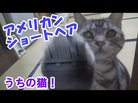 外から見たうちの猫（アメリカンショートヘア）