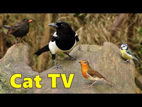 Videos for Cats to Watch ~ Cat TV Bird Watching Video ⭐ 8 HOURS ⭐