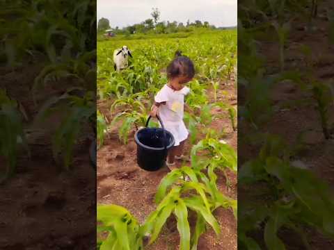 #maha #baby #farming #time #nature #subscribe #my #channel