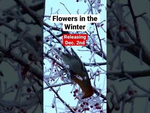 Flowers in the Winter coming Dec. 2nd