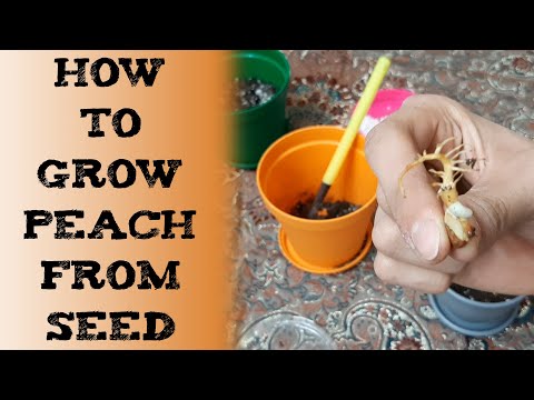 How to Grow Peach Trees from Seed 桃子如何种植 आड़ू को बीज से उगाएं вырастить косточки персик DURAZNO