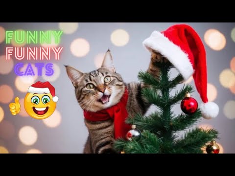 Funniest Cat Videos in The World ● The Most Legendary Cats of 2024 in This Video 😂😂😂 Part 142