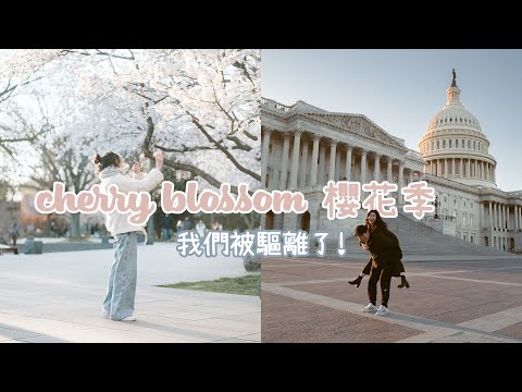 在白宮被驅離了! 美國也瘋櫻花季嗎 | 必吃超美味炸雞甜甜圈和連美國總統都愛的美式熱狗