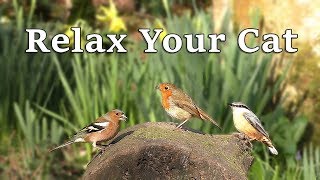 Calming Music for Cats = The Sounds of Nature and Beautiful Bird Song