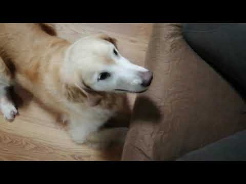 golden retriever loves vegetables