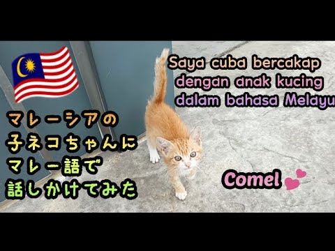 Orang Jepun cuba bercakap dengan anak kucing dalam bahasa Melayu🇲🇾/マレーシアの子ネコちゃんにマレー語で話しかけてみた😺