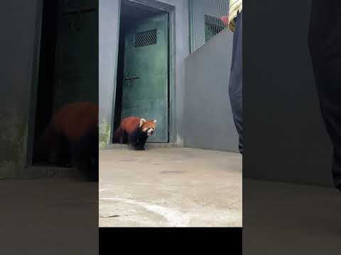 Lulu the Red Panda funny animal short video entertainment #2