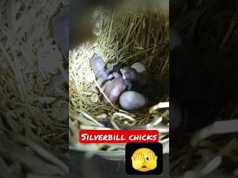 4 silverbill chicks!