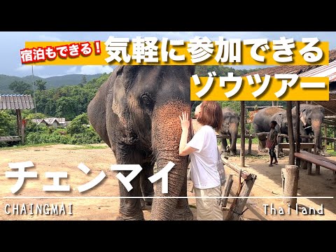 [Thailand 🇹🇭 Chiang Mai Travel] Walking with elephants in the jungle 🐘 Elephant wake-up call  ✨