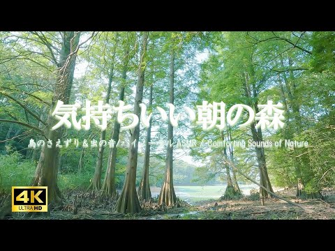 水辺の森に響く鳥のさえずりと鈴虫の音：活力向上、制作活動時などにご活用ください【自然音,ASMR,立体音響,4K,relaxing  nature sounds】